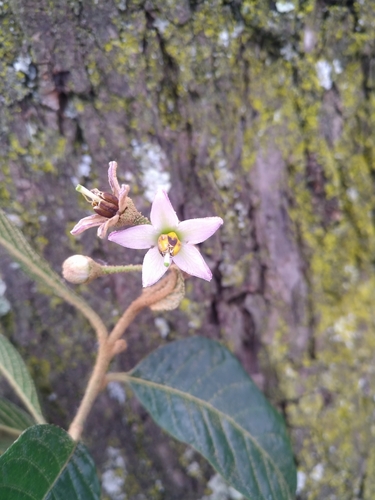 Solanum nutans
