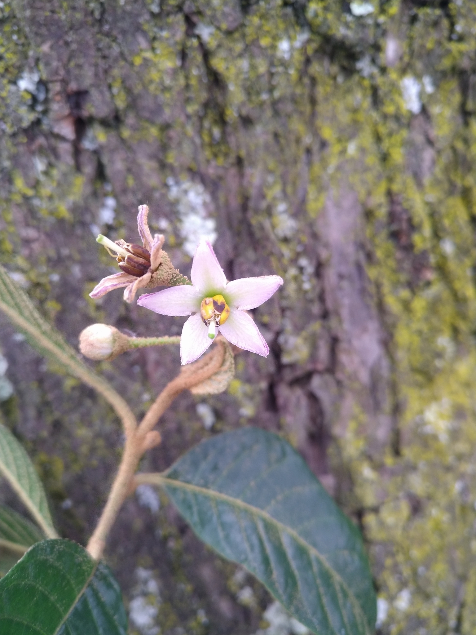 Solanum nutans