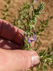 Trichostema lanceolatum