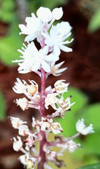 Maianthemum scilloideum