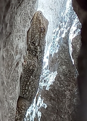 Tarentola mauritanica