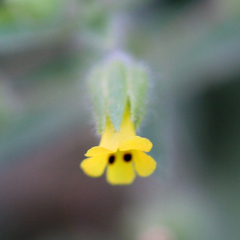 Mimetanthe pilosa