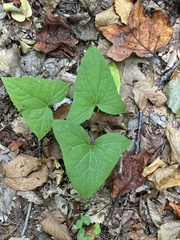 Hasteola suaveolens