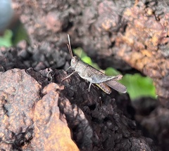 Trilophidia annulata