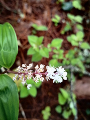 Maianthemum scilloideum