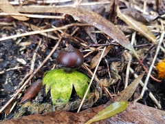 Geastrum tenuipes