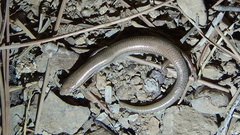 Ablepharus pannonicus