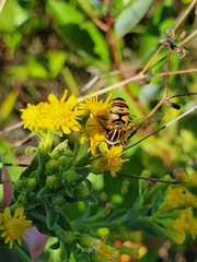 Helophilus fasciatus