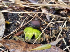 Geastrum tenuipes