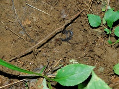 Plethodon