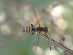 Toxomerus occidentalis