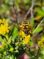 Helophilus fasciatus