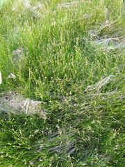 Eleocharis acicularis