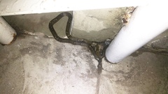 Leptodeira nigrofasciata