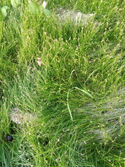 Eleocharis acicularis