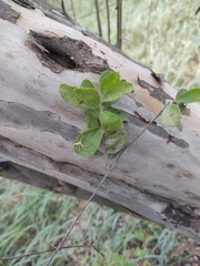 Diospyros texana