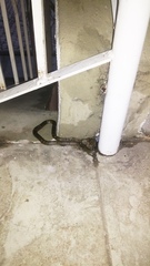 Leptodeira nigrofasciata