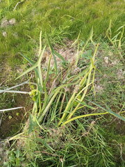 Sagittaria sagittifolia
