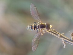 Toxomerus occidentalis