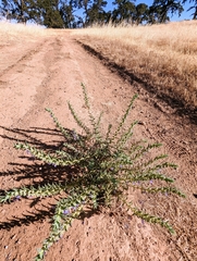 Trichostema lanceolatum