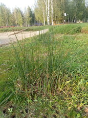 Schoenoplectus lacustris