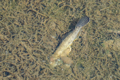 Acanthogobius flavimanus