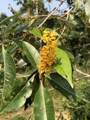 Byrsonima crassifolia