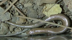 Ablepharus pannonicus