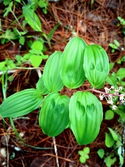 Maianthemum scilloideum