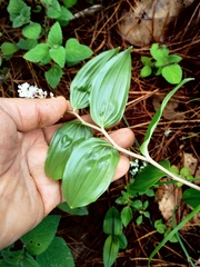 Maianthemum scilloideum