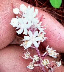 Maianthemum scilloideum