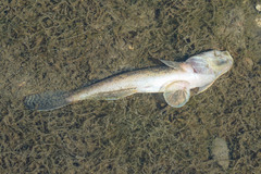 Acanthogobius flavimanus