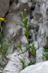 Gentianella anisodonta