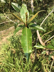 Byrsonima crassifolia