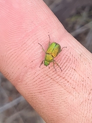 Diphucephala