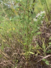 Symphyotrichum ericoides
