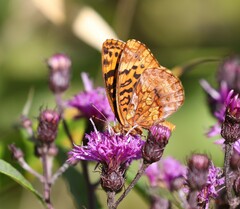 Boloria bellona