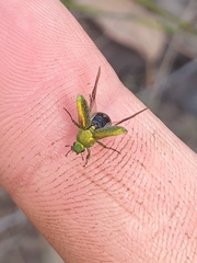 Diphucephala