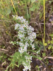 Symphyotrichum ericoides