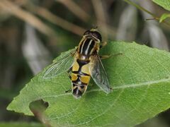 Helophilus trivittatus