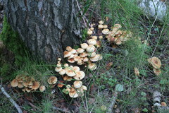 Hypholoma lateritium