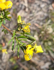 Diphucephala