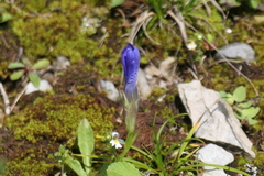 Gentianopsis ciliata
