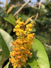 Byrsonima crassifolia