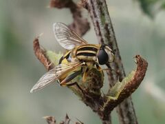 Helophilus trivittatus