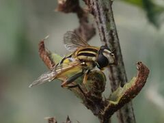 Helophilus trivittatus