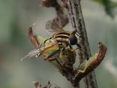Helophilus trivittatus