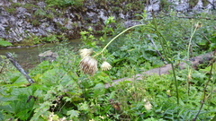 Cirsium erisithales
