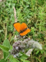 Lycaena virgaureae