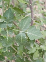 Serjania brachycarpa